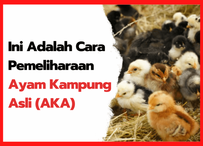 Suyoto Farm : Peternakan Ayam Kampung Skala Rumahan - YouTube Beternak ayam di pekarangan rumah di Syiah Kuala Kota Banda Aceh