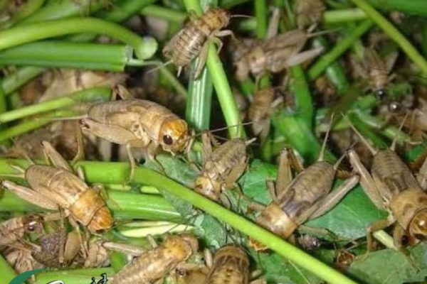 Ternak jangkrik di Kuala Bireuen