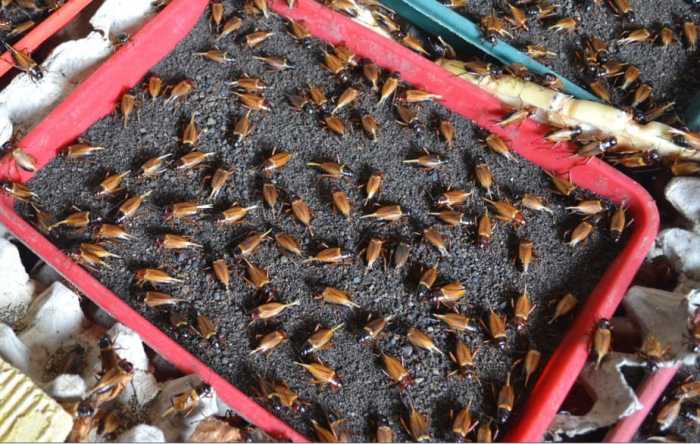 Cara Ternak Jangkrik Ternak jangkrik di Mutiara Timur, Pidie
