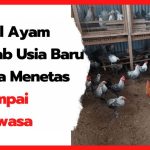 Ayam arab di Malin Deman, Muko Muko