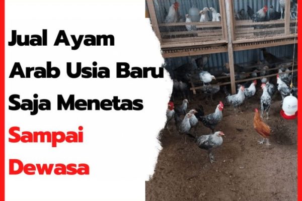 Ayam arab di Air Hitam, Lampung Barat