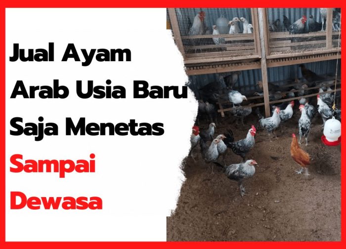 Mengembangkan Usaha Ternak Ayam Arab: Panduan Untuk Pemula (Part 2 ... Ayam arab di Pekalongan, Lampung Timur