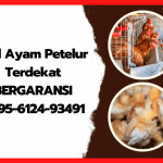 Penjual ayam petelur terdekat di Kluet Tengah Aceh Selatan