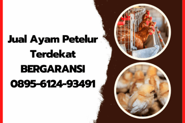 Model Kandang Ayam Petelur, Apa Saja Jenisnya ? HOBI TERNAK