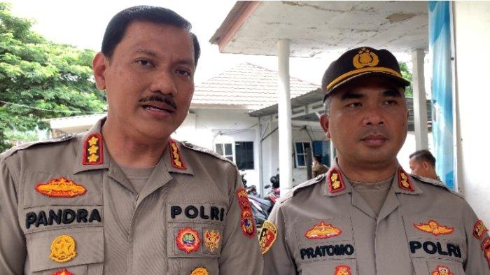 Bukan Ayam Pedaging, Apalagi Petelur, Berikut Ayam Petarung yang ... Bukan Ayam Pedaging, Apalagi Petelur, Berikut Ayam Petarung yang ...