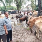 Ternak jangkrik di Tamiang Hulu, Aceh Tamiang