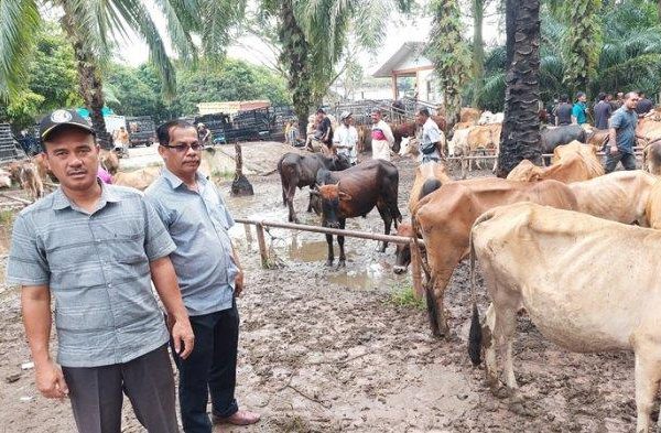 Ternak jangkrik di Tamiang Hulu, Aceh Tamiang