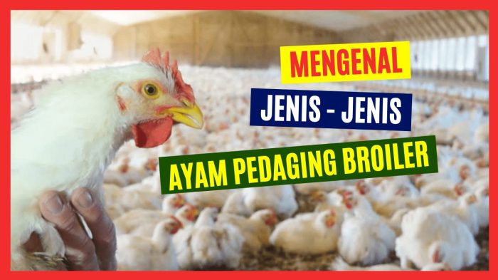 Budidaya Ayam Broiler - YouTube Budidaya ayam broiler di Padang Ulak Tanding, Rejang Lebong
