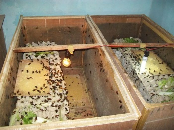 Cara Ternak Jangkrik Untuk Pemula..Hasilkan Keuntungan Besar Dengan ... Cara Ternak Jangkrik Untuk Pemula..Hasilkan Keuntungan Besar Dengan ...