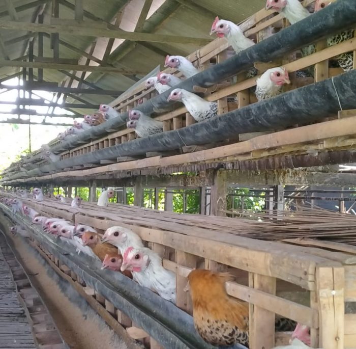 Peluang Bisnis: Mencoba Beternak Ayam Arab Peluang Bisnis: Mencoba Beternak Ayam Arab
