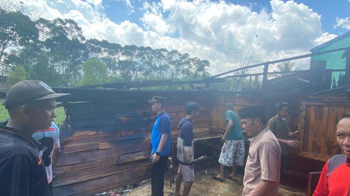 Info Lengkap Mengenai Ayam Arab HOBI TERNAK