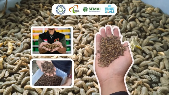 Cara Ternak Maggot: Petunjuk Lengkap untuk Memulai Usaha Ternak Maggot ...