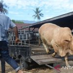 Kebutuhan Daging Meugang Ramadan di Simeulue Lampaui 20 Ton - Lensapost ...