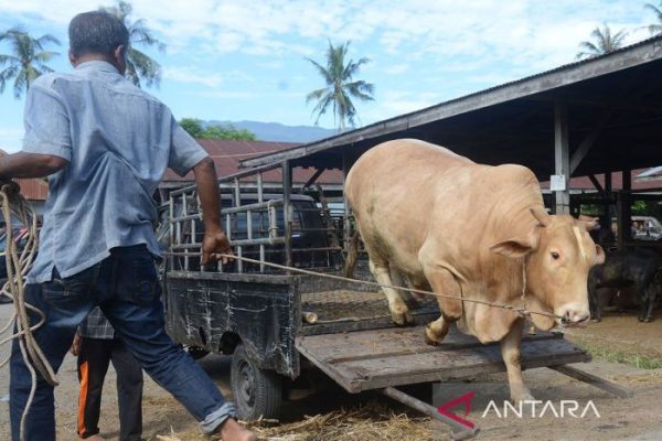 Kebutuhan Daging Meugang Ramadan di Simeulue Lampaui 20 Ton - Lensapost ...