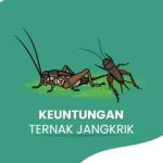 Ternak jangkrik di Lhoknga, Aceh Besar