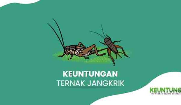 Ternak jangkrik di Lhoknga, Aceh Besar