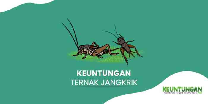 Ternak Jangkrik Mudah dan Praktis Bagi Pemula – Kebun.co.id Ternak jangkrik di Sungai Raya, Aceh Timur
