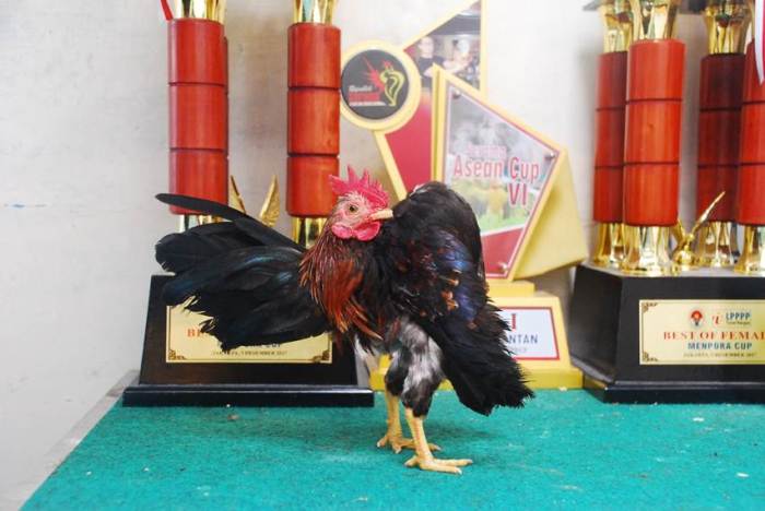 Ayam Serama Muda - Pets for sale in Bandar Pusat Jengka, Pahang Ayam Serama Muda - Pets for sale in Bandar Pusat Jengka, Pahang