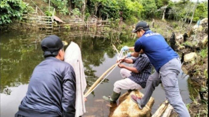 Cara Budidaya Maggot BSF Untuk Pemula Di Rumah Tanpa Bau Cara Budidaya Maggot BSF Untuk Pemula Di Rumah Tanpa Bau