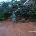 Ayam arab di Rimbo Pengadang, Lebong