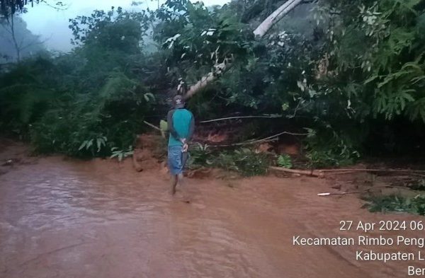 Ayam arab di Rimbo Pengadang, Lebong