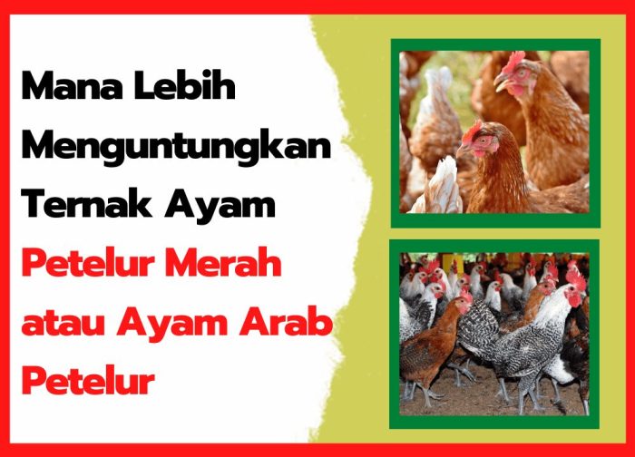 Ayam merah petelur di Bukit Kemuning, Lampung Utara