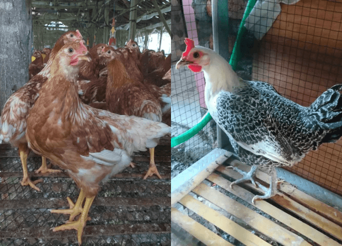 Menguntungkan Ternak Ayam Petelur Merah atau Ayam Arab? Menguntungkan Ternak Ayam Petelur Merah atau Ayam Arab?