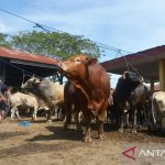 Ternak jangkrik di Simeulue Timur, Simeulue