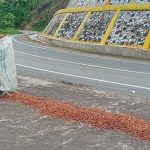 Ternak jangkrik di Putri Betung, Gayo Lues