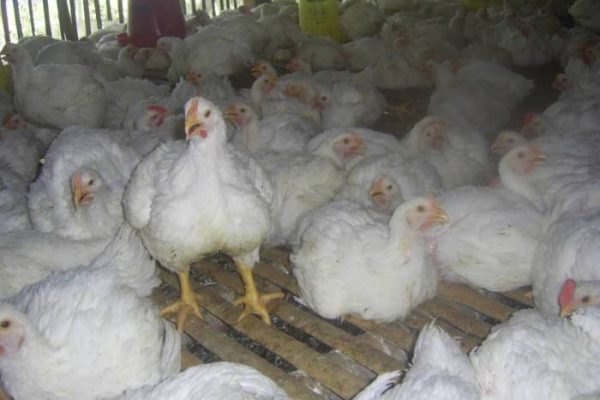 Budidaya ayam broiler di Teramang Jaya, Muko Muko
