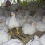 Budidaya Ayam Broiler – Agrokompleks Kita