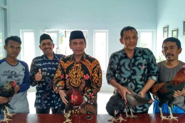 Bisnis Ayam Potong Kampung, Bisnis Rumahan Omzet Jutaan - Distributor ...