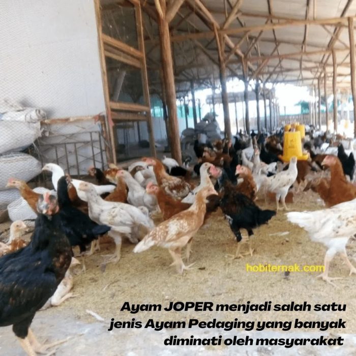 PP Muhammadiyah Kunjungi Peternakan Ayam Kampung Unismuh Makassar ... Peternakan ayam kampung di Muara Satu, Kota Lhokseumawe