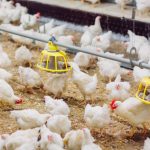 Gowa Jadi Lokasi Pengembangan Peternakan Ayam Broiler - Bonepos.com