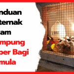 Ternak ayam kampung pemula di Selebar, Kota Bengkulu