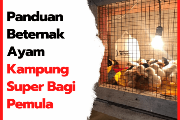 Ternak ayam kampung pemula di Selebar, Kota Bengkulu