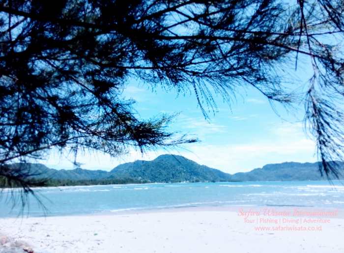 Ayam arab di Pantai Ceureumen Aceh Barat