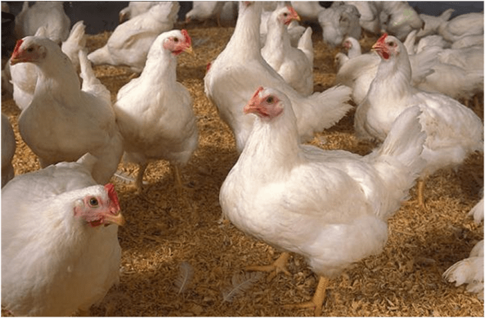 Hitungan Biaya Beternak Ayam Potong Broiler Hitungan Biaya Beternak Ayam Potong Broiler
