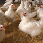 Budidaya ayam broiler di Pinang Belapis, Lebong