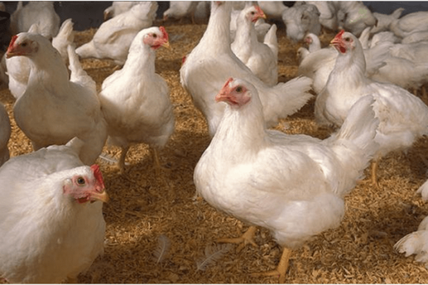 Budidaya ayam broiler di Pinang Belapis, Lebong