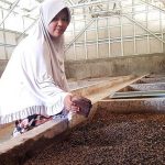 Cara Ternak Maggot BSF untuk Pakan Ayam Alternatif - Penaseo