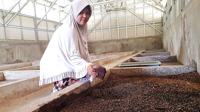 Cara Budidaya Maggot BSF di Rumah Tanpa Bau Ternak maggot di Muara Kemumu, Kepahiang