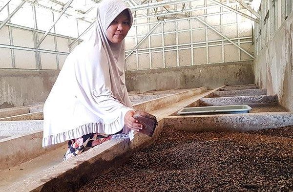 Meraup Cuan dari Budidaya Maggot, Pakan Ternak yang Bergizi ...