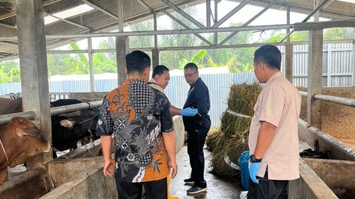 Maggot Sumber Pakan Bergizi Tinggi - Dinas Pertanian dan Ketahanan ... Maggot Sumber Pakan Bergizi Tinggi - Dinas Pertanian dan Ketahanan ...