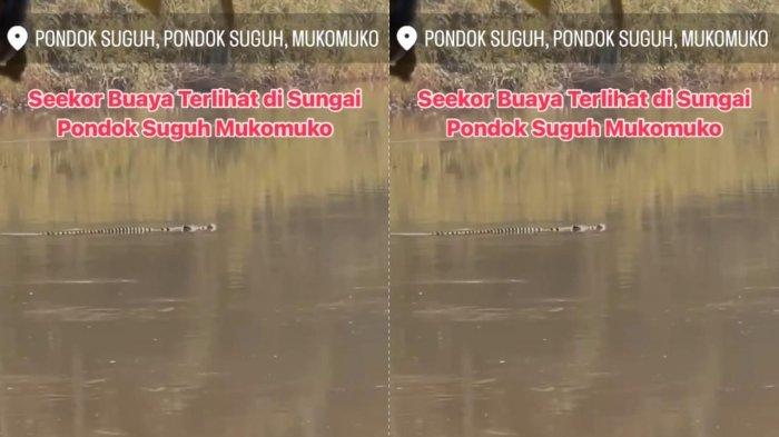 TERNAK MAGGOT BSF DIBAWAH KANDANG MENTOK MENGHEMAT PAKAN - YouTube Ternak maggot di Pondok Suguh, Muko Muko