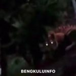 Ternak maggot di Ketahun, Bengkulu Utara