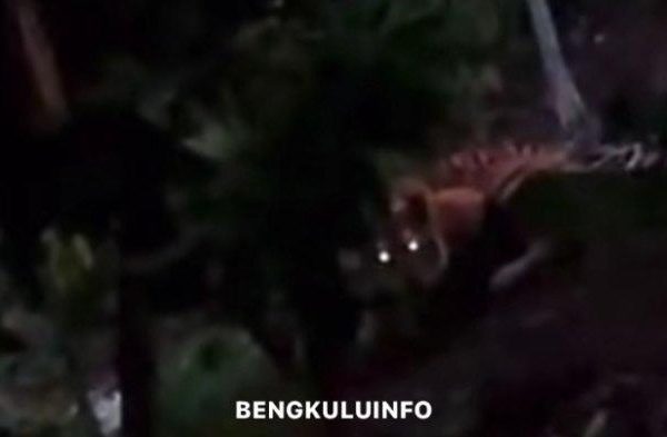 Ternak maggot di Ketahun, Bengkulu Utara