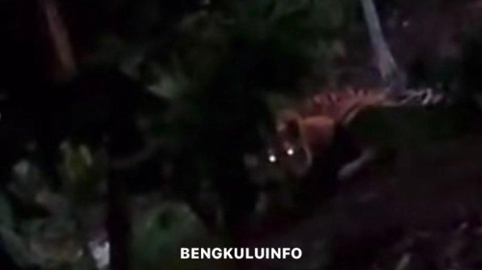 Ternak maggot di Ketahun, Bengkulu Utara