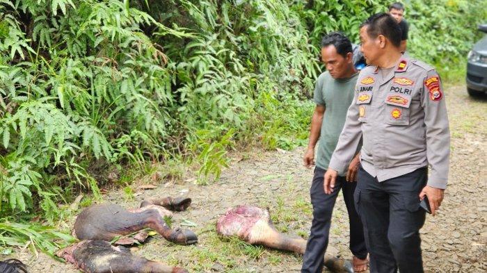 Ayam Goreng Viral Di Arab Sekarang Udah ada Versi Lokal Nya Di ... Ayam arab di Merigi Kelindang, Bengkulu Tengah