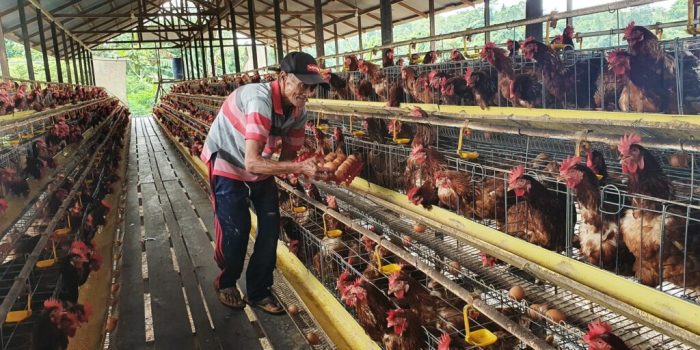 √ Contoh Proposal Budidaya Ayam Petelur (Download PDF) √ Contoh Proposal Budidaya Ayam Petelur (Download PDF)